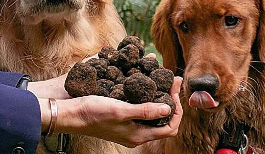 Ciencia y gastronomía: tres nuevas especies de trufa desafían lo que se sabía sobre su valor y origen