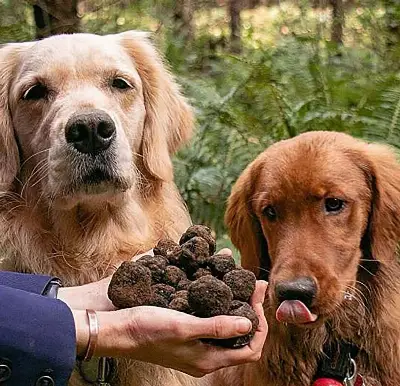 Ciencia y gastronomía: tres nuevas especies de trufa desafían lo que se sabía sobre su valor y origen