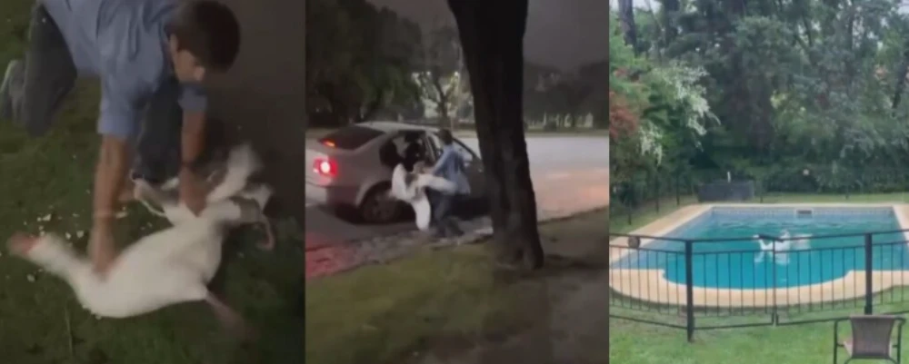 Un joven robó dos gansos de los Lagos de Palermo y los hizo nadar en la pileta de su casa