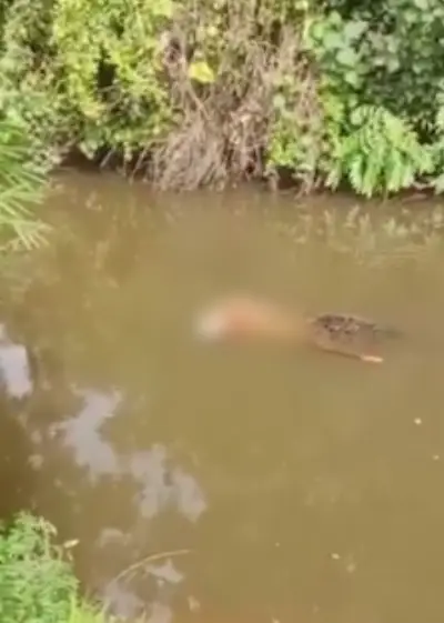 Un cocodrilo de 4 metros devoró a una mujer que recolectaba almejas en Indonesia